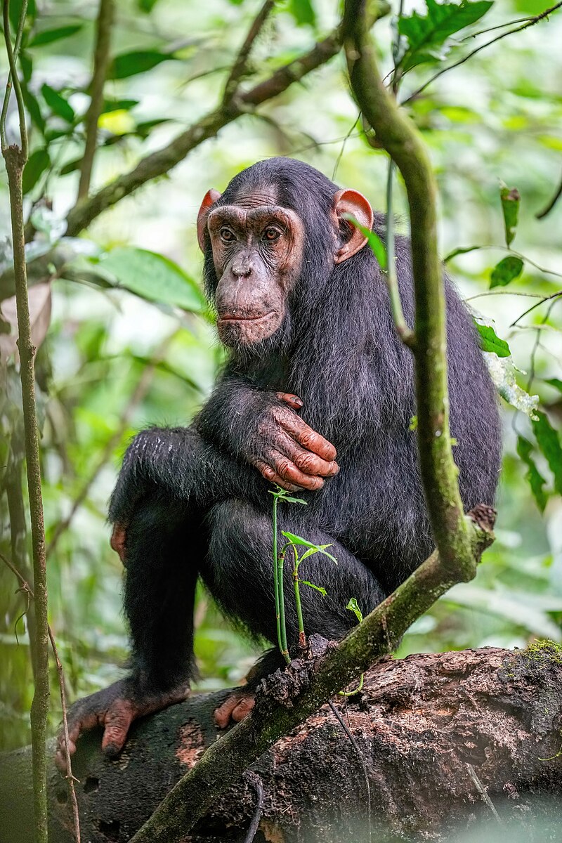 Chimpanzee in forest