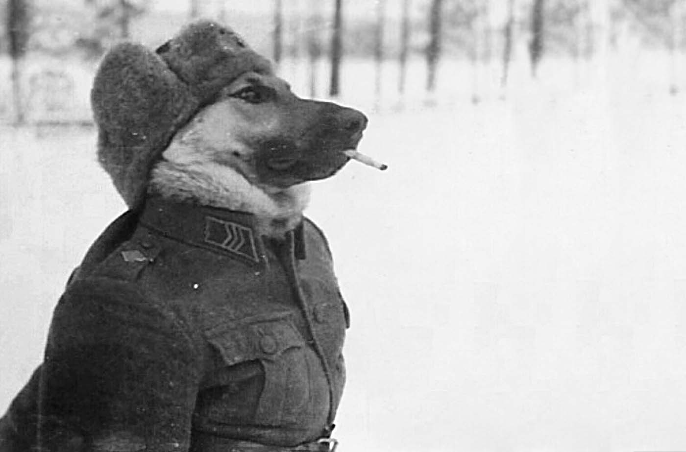 Dog dressed in military uniform with a cigarette in its mouth