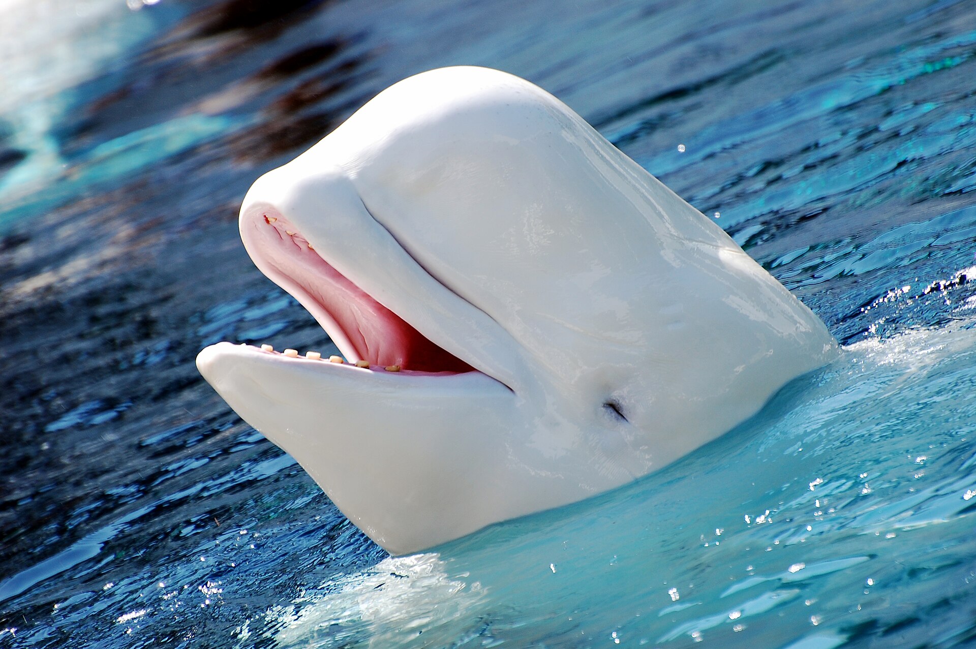 Beluga whale